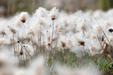 Eriophorum, Alaska cotton grass on a summer day in interior Alaska.