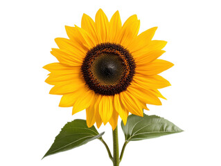 Fototapeta premium Bright sunflower bloom with green leaves close-up