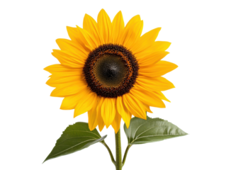Bright sunflower bloom with green leaves close-up