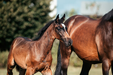 Fototapeta premium Fohlen