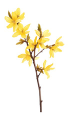 PNG A yellow forsythia flower flowers blossoms art.