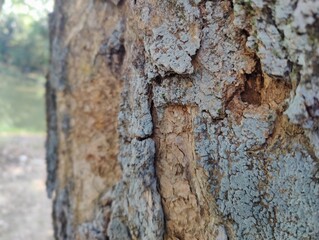 The big and long-ago tree trunk is in the woods. Tree trunk close up photo