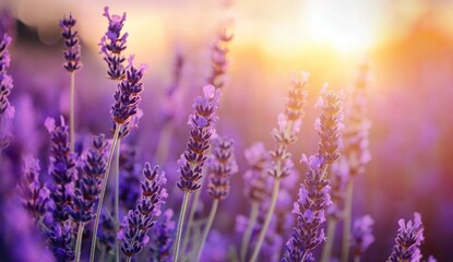 Obraz premium Blooming Lavender Field at Sunrise with Warm Light and Purple Flowers