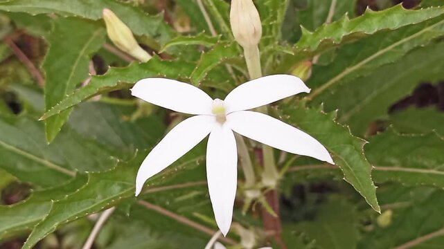 Korejat Plant (Isotoma Longiflora). A wild plant that grows in damp and open places such as rice field embankments and around fences that has single lanceolate leaves and white star-shaped flowers.