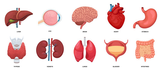 Human internal organs set. Collection with heart, eye, brain, liver,  lungs, stomach, kidneys, intestines, bladder and thyroid. For medicine, biology, education. Vector illustration.