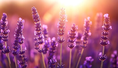 Lavender Flowers Blooming at Sunset with Sun Flare and Purple Hues