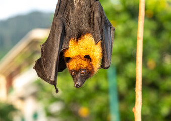 Fruit bat, pteropus seychellensis muzzle, seychelles flying foxes close-up on blurred background
