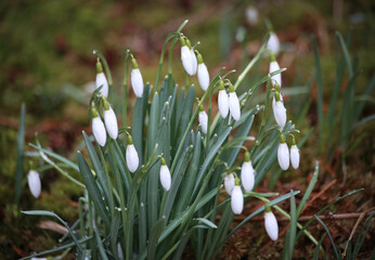 White snowdrops with green teardrops and leaves grow in nature.