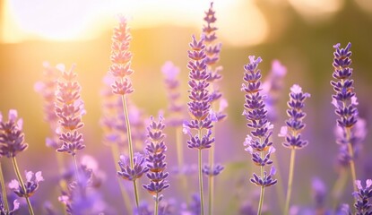 Naklejka premium Lavender Field Blooming at Sunset Warm Light Illuminating Purple Flowers
