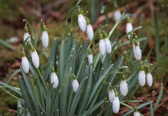 White snowdrops with green teardrops and leaves grow in nature.