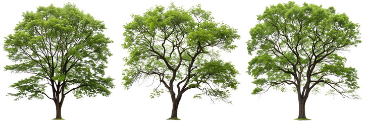 Fototapeta premium A set of green trees on a white background. Concept of plants, for design.