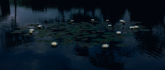 宁静的睡莲【Serene Water Lilies】