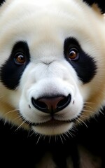 Fototapeta premium An extreme close-up of a giant panda’s face, its black-and-white fur detailed with soft texture, deep brown eyes gazing gently at the camera, and tiny whiskers visible.