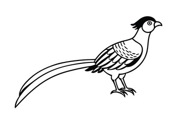Elegant Pheasant Bird Line Art Black and White Illustration