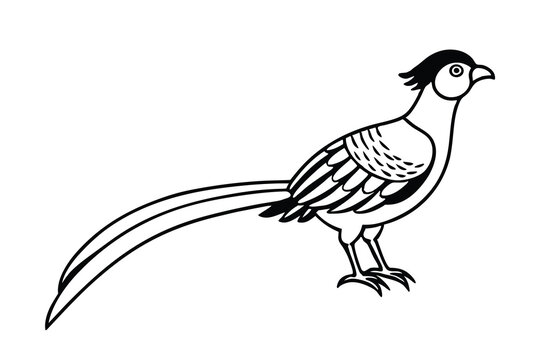 Elegant Pheasant Bird Line Art Black and White Illustration