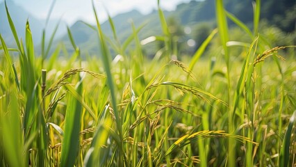 Obraz premium Close-up of ripe rice grains hanging from tall,