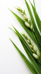Obraz premium Green Leaves and White Flowers on White Background
