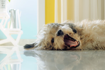 蓬松毛发的宠物狗【Fluffy Pet Dog】