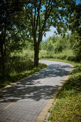 Serene forest cycleway curve under sunny sky
