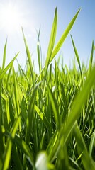 Vibrant Green Grass Blades in Sunlight