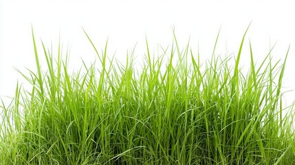 Fototapeta premium Lush Green Grass Border on White Background