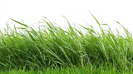 Fototapeta premium Windswept Grass Blades Against White Background