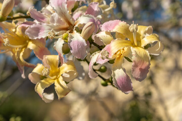 Obraz premium Exotic Ceiba speciosa silk floss tree flowers closeup