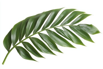 Obraz premium A solitary green leaf with a stem isolated on white background