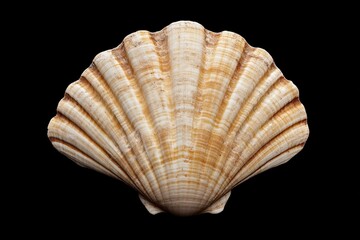 Obraz premium A close up photograph of a single scallop shell
