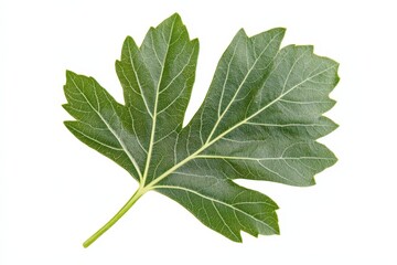 Fototapeta premium A vibrant green leaf displayed against a clean white background