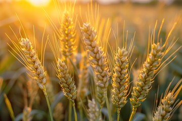 enhancing crop yield forecasting with AI. By analyzing environmental data and historical performance, AI predicts crop yields with higher accuracy, helping farmer houses better