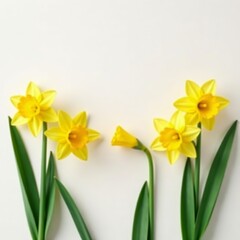 Minimalist spring background featuring symmetrical daffodils, daffodils, background