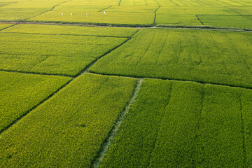 green field of rice