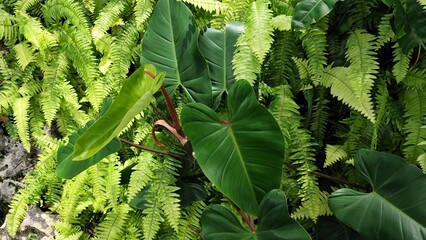 Lush Foliage: Close-up of Vibrant Green Ferns and Philodendron Leaves in a Tropical Garden Setting © Dionysius