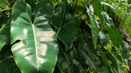 Close-up of lush green philodendron leaves in a natural setting, revealing textures and vibrant...
