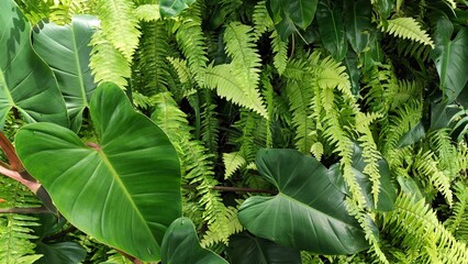 Lush Greenery: Close-up of Tropical Ferns and Philodendron Leaves, Vibrant Natural Backdrop © Dionysius