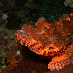 A close-up picture of the head of a red scorpionfish in profile at the Verde island drop-off, Philippines