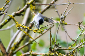 Männchen der Mönchsgrasmücke (Sylvia atricapilla)