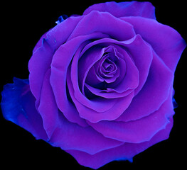 Blue rose on black background