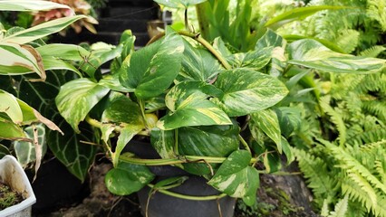 Variegated Pothos Plant in Pot: Golden, Marble Queen Ivy with Lush Green Foliage and Climbing Vines