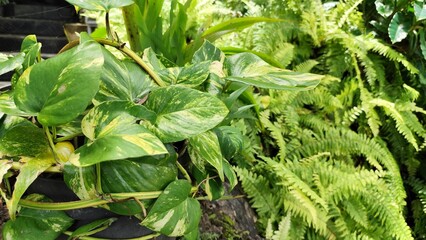 Lush Golden Pothos and Ferns: Vibrant Green Indoor Foliage for Naturalistic Designs (120 characters)