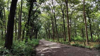 Fototapeta premium Sunlit Forest Path: Tranquil Rural Road Through a Dense Woodland, Ideal for Nature and Adventure Imagery