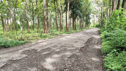 Fototapeta premium Winding Road Through Lush Green Forest with Natural Light - Tranquil Nature Scene