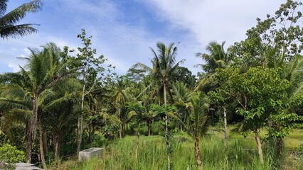 Lush tropical foliage featuring palm trees and varied greenery under a blue sky, creating a serene...