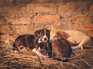"Warmth in togetherness – a group of puppies cuddling under the golden sunlight, finding comfort in each other."
