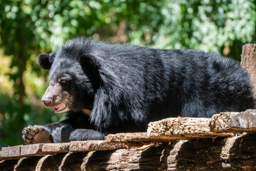 Obraz premium A large black bear is standing high on top of a wooden fence