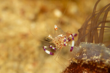 A super macro photo of a Holthuis cleaner shrimp, Ancylomenes holthuisi. Picture from Puerto Galera, Philippines