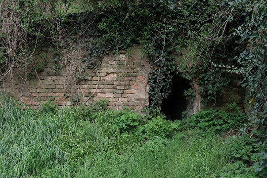 Old brick arched entrance covered in ivy and surrounded by wild grass in Petrovaradin Fortress, Serbia. Mysterious, overgrown doorway leading into a dark tunnel or underground space.