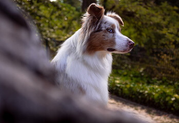 Fototapeta premium A brown and white American Shepherd dog looks to the side in a park setting. Close-up, pet portrait, outdoor