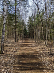 Obraz premium A tranquil forest path surrounded by tall trees leads to a rustic wooden cabin, showcasing the serenity and peacefulness of nature.